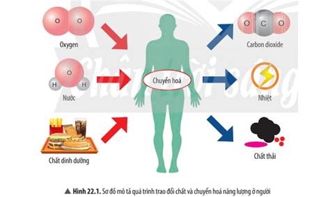  Xylitol: Chế Biến Năng Lượng Từ Đường Rừng Tự Nhiên!